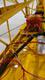 1997 AIR AIR TRACTOR 401B — photo 4