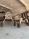 STEARMAN STEARMAN PROJECTS — photo 1